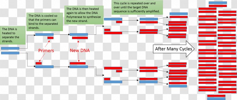 Real-time Polymerase Chain Reaction Thermal Cycler DNA - Dna Sequencing Transparent PNG
