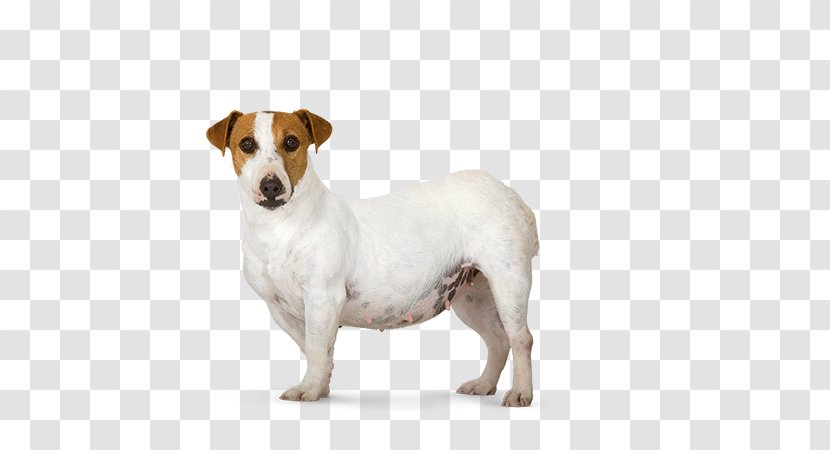 Jack Russell Terrier Parson Dog Breed Dachshund Poodle - Little Transparent PNG