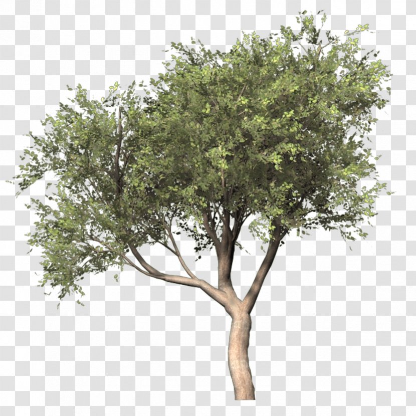 Silver Birch Populus Nigra Tree - Shrub - Bushes Transparent PNG