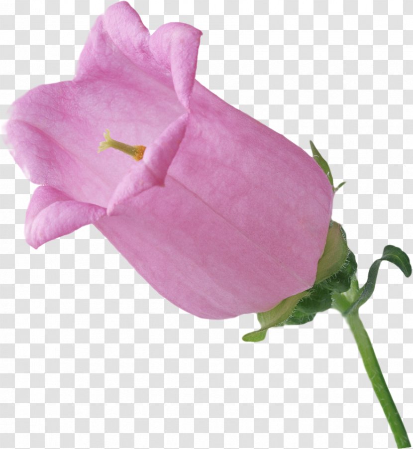 Ipomoea Nil Flower Photography Lilium Transparent PNG