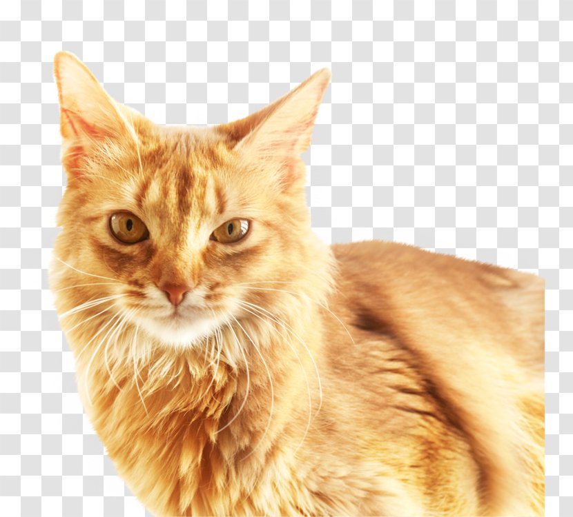 Cat Download Software - American Wirehair - Cute Transparent PNG