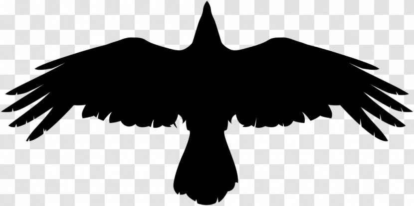 Bird Crow - Feather Transparent PNG