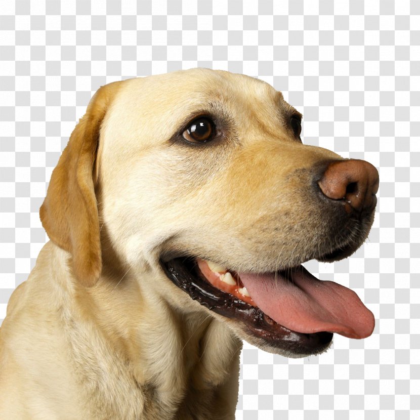 Labrador Retriever German Shepherd Gordon Setter Stock Photography Tongue - Dog,puppy,pet,animal Transparent PNG