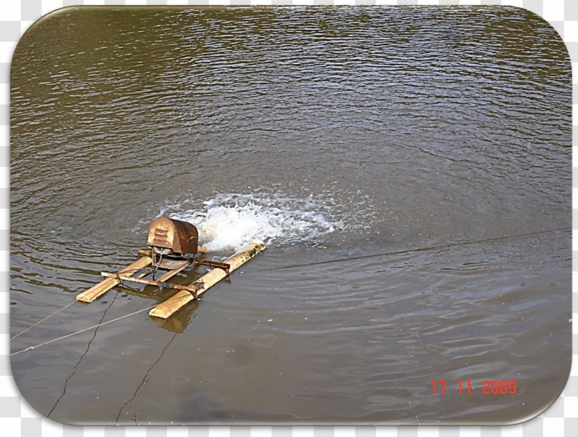 Tilapia Fish Intensive Farming Food Aquaculture Transparent PNG