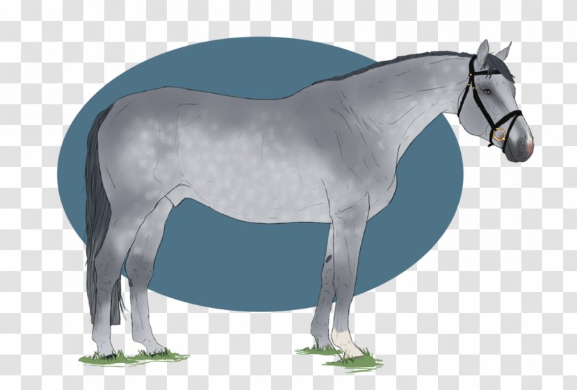Mule Mustang Stallion Pony Mare - Horse Transparent PNG