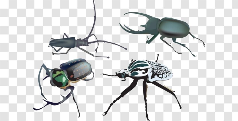 Beetle Royalty-free Illustration - Technology - Cartoon Insect Material Transparent PNG