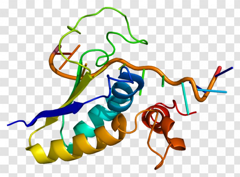 SF1 Steroidogenic Factor 1 Protein Gene FOXP2 - Locus - Text Transparent PNG
