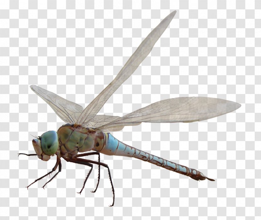 Dragonfly Insect Computer Clip Art - Wing Transparent PNG