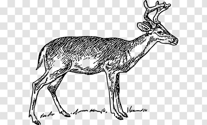 White-tailed Deer Moose Reindeer Clip Art - Musk Transparent PNG