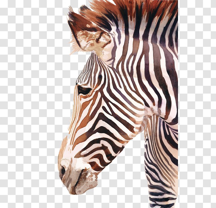 Horses Watercolor Painting Zebra - Fur - Illustration Transparent PNG