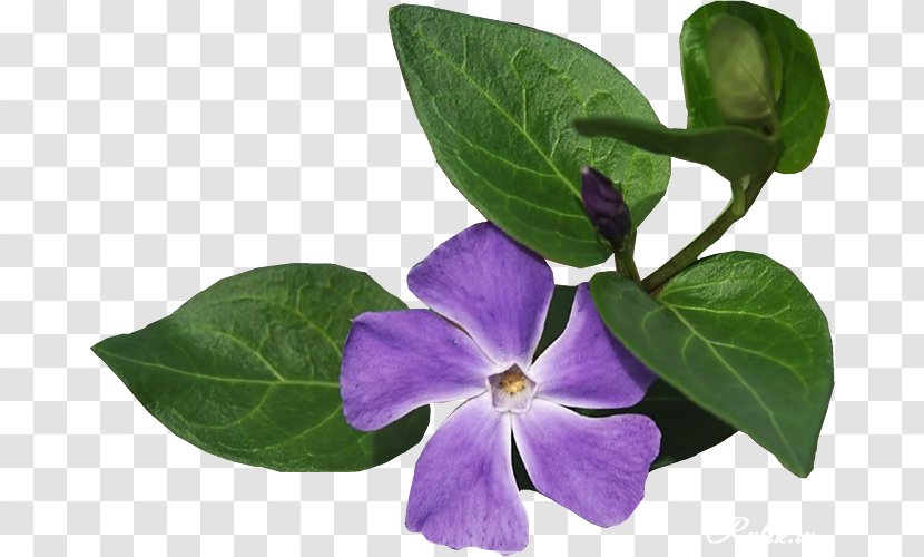 Flower California Poppy Purple Vinca Minor - Native Plant Transparent PNG