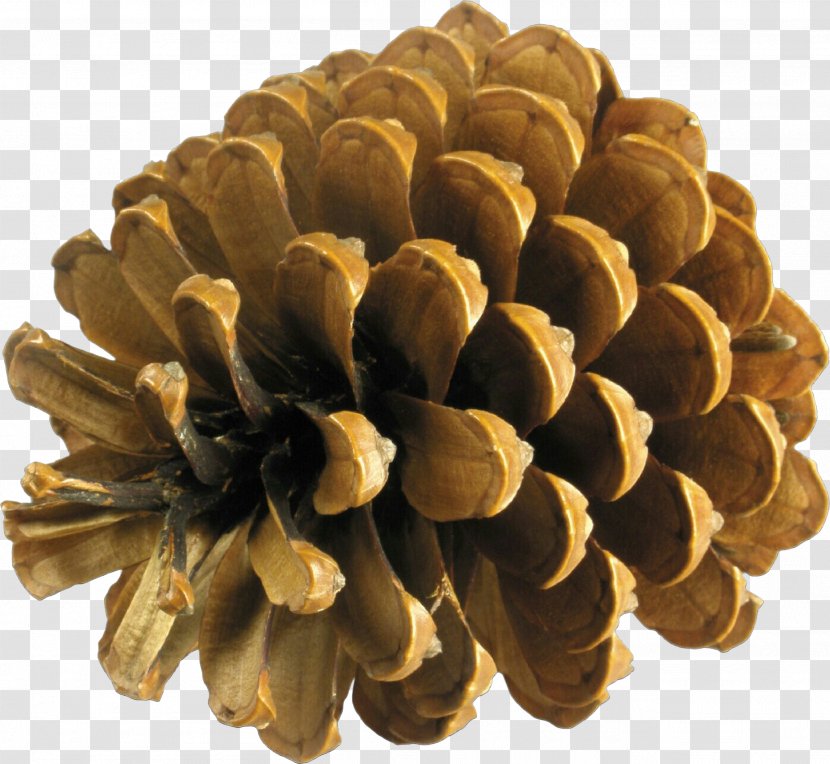 Sugar Pine Conifer Cone Red Tree - Family - White Transparent PNG