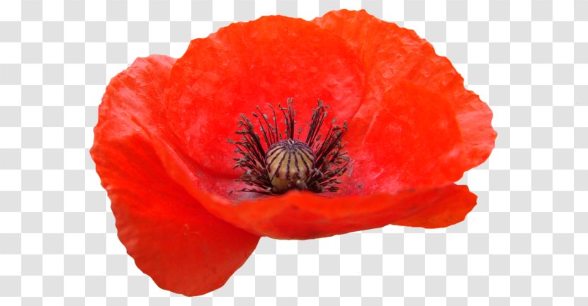 Remembrance Poppy Common Clip Art - And Reconciliation Day - мак Transparent PNG