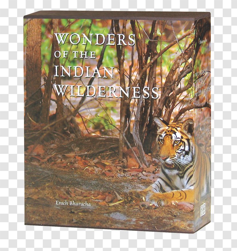 Tiger Wonders Of The Indian Wilderness Cat Fauna Picture Frames - Wildlife Transparent PNG