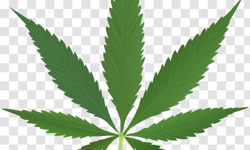 Cannabis Sativa Medical Hemp Leaf - Tree Transparent PNG