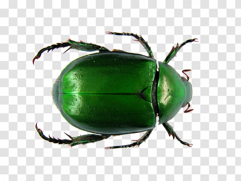 Dung Beetle Flower Chafer Scarab Ancient Egypt - Invertebrate - Green Insect Transparent PNG