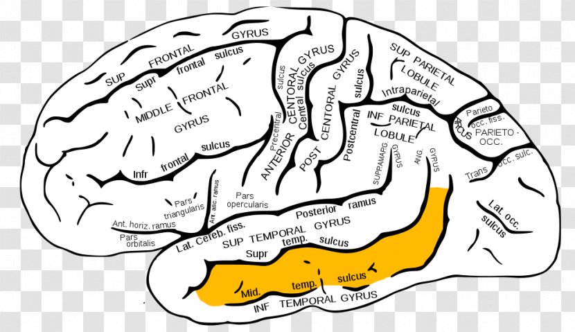 Inferior Frontal Gyrus Superior Lobe Lobes Of The Brain - Cartoon Transparent PNG