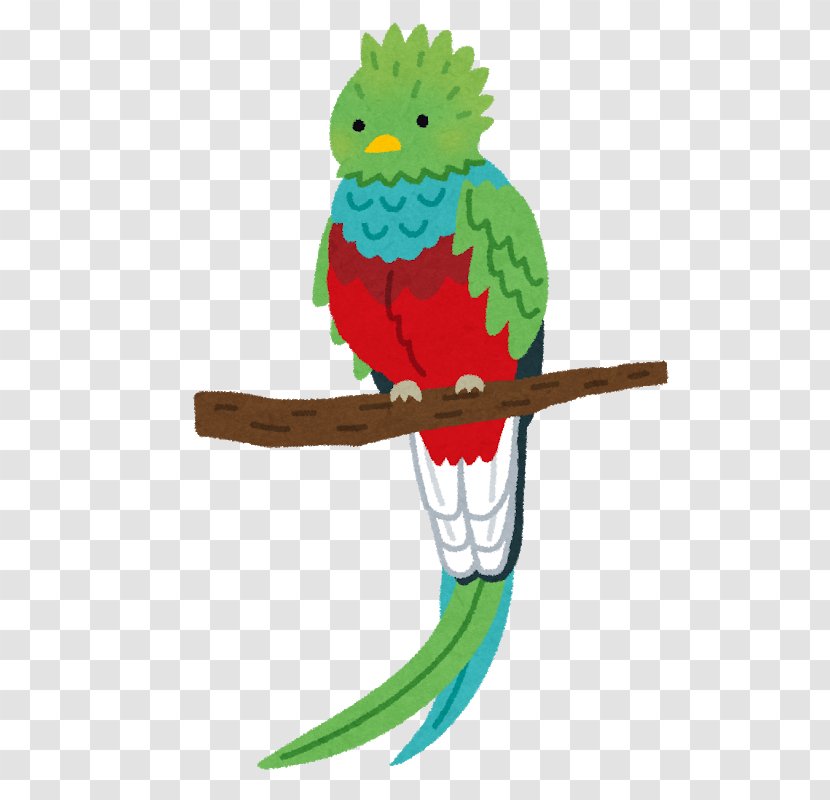 Resplendent Quetzal いらすとや Bird Macaw - Toucan Transparent PNG