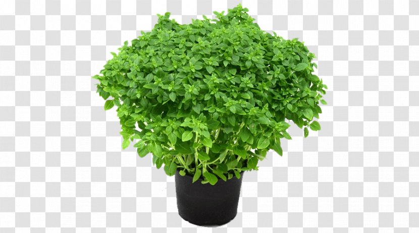 Green Leaf Background - Flower - Vegetable Annual Plant Transparent PNG