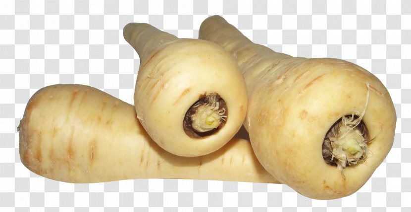Parsnip Carrot Root Vegetables Turnip - Ingredient Transparent PNG