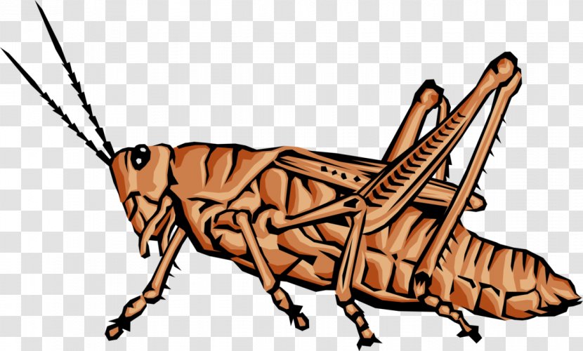Grasshopper Animal Invertebrate Spider Beetle - Cricket Transparent PNG