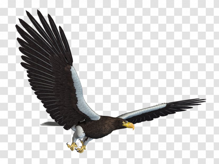 Bald Eagle Bird Flight - 3d Computer Graphics - Sea Background Transparent PNG