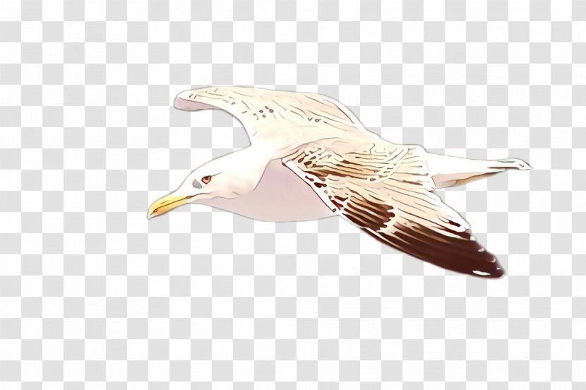 Feather - Seabird - Wing Transparent PNG