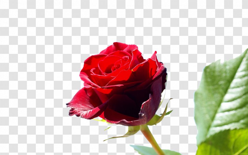 Rose Flower Desktop Wallpaper Stock Photography - Red Transparent PNG