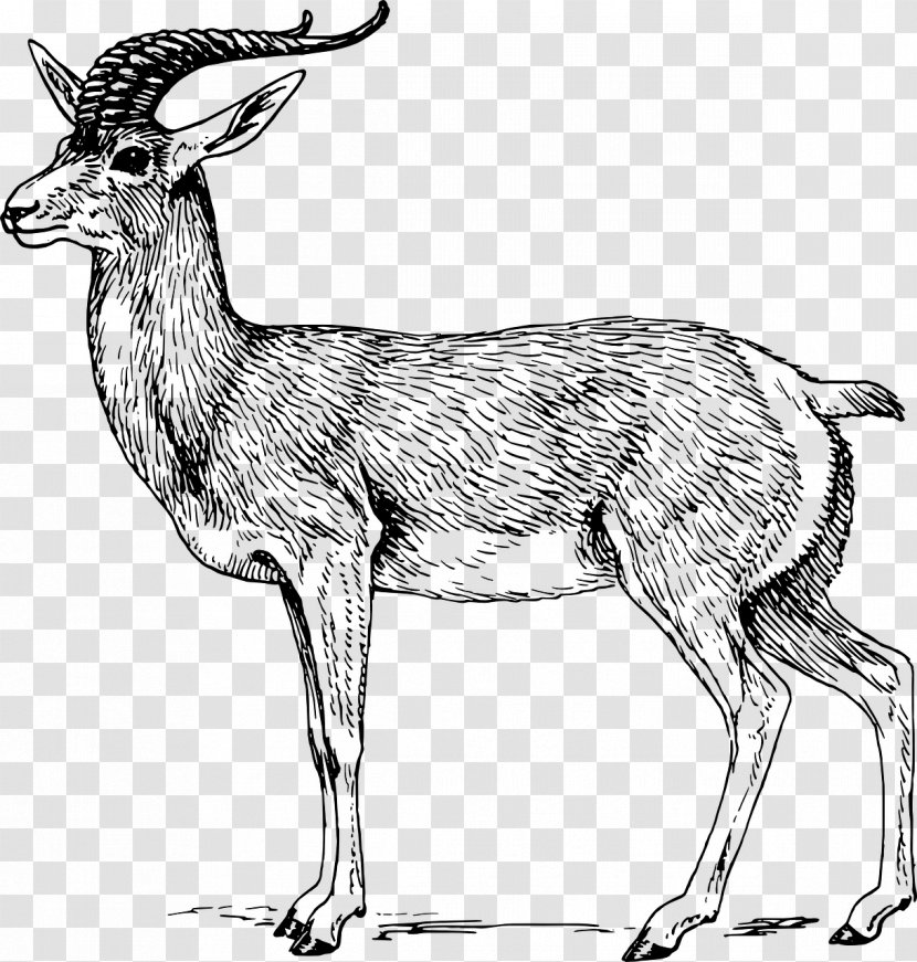 Antelope Clip Art - Fauna - Gazelle Transparent PNG
