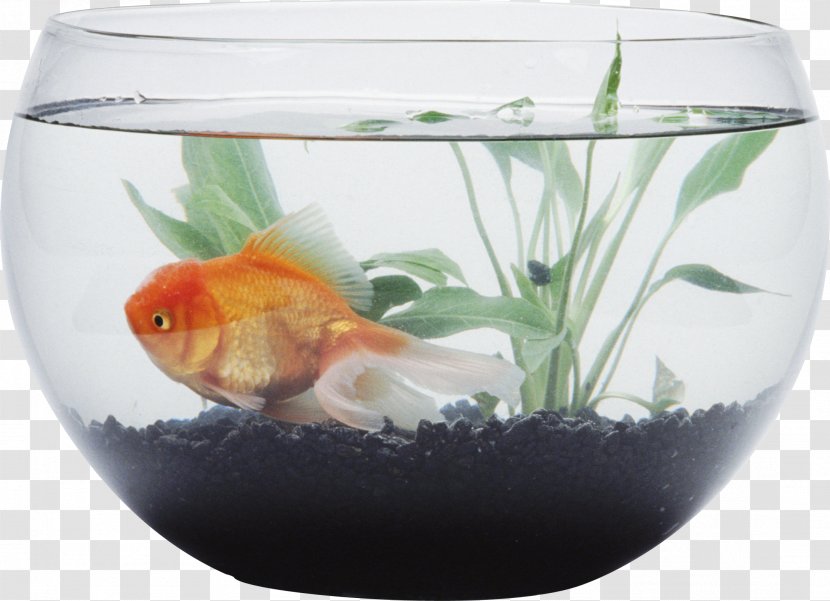 Siamese Fighting Fish Goldfish Aquarium Bowl - Feeder Transparent PNG