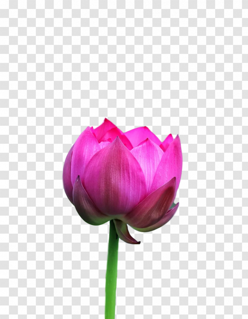 Lotus Flower Summer Flower Transparent PNG