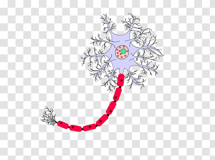 Neuron Nervous Tissue Central System Cell - Axon - Hand Drawn Brain Transparent PNG