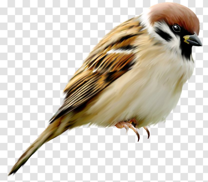 Bird Parrot - Parrotbilled Sparrow - Finch Wildlife Transparent PNG