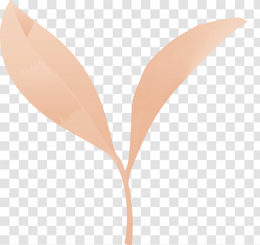 Leaf Plant Flower Peach Anthurium Transparent PNG