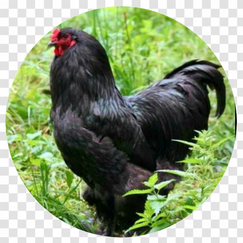 Rooster Brahma Chicken Cochin Orpington Araucana - Fowl Transparent PNG