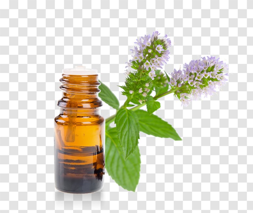 Essential Oil Herb Huile Essentielle De Menthe Pennyroyal - Lavender Transparent PNG
