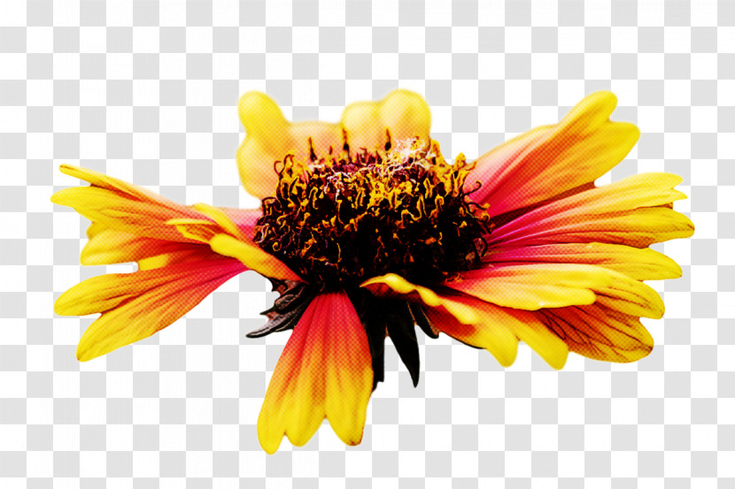 Blanket Flowers Sunflower Seed Chrysanthemum Pollen Petal Transparent PNG