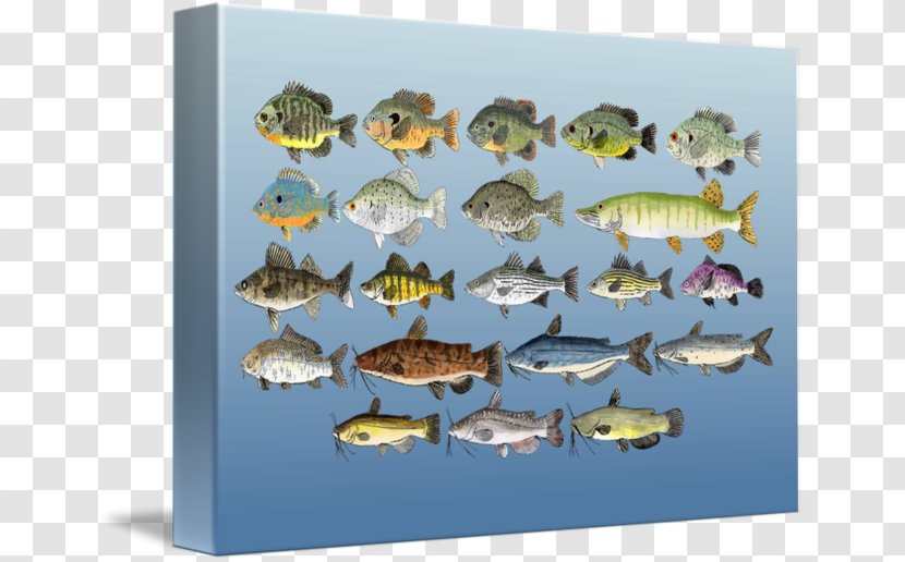 Freshwater Fish Fresh Water Imagekind Marine Biology - Fauna - Group Transparent PNG