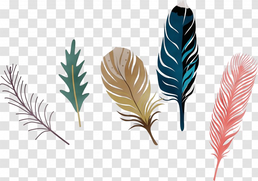 Feather - Quill - Flower Vascular Plant Transparent PNG