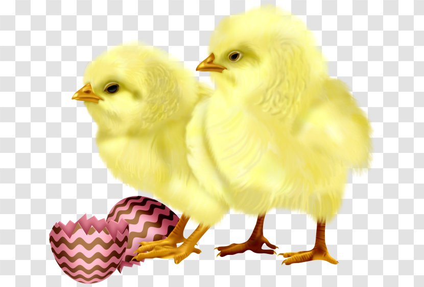 Chicken Egg Cuteness - Galliformes - Cute Chick Transparent PNG