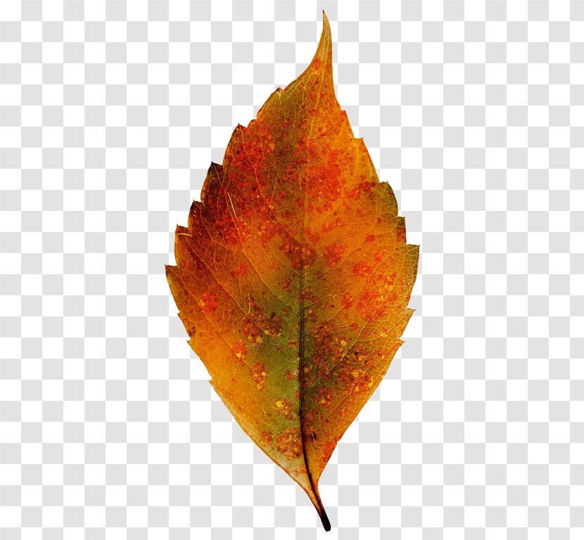 Leaf - Autumn - Orange Transparent PNG
