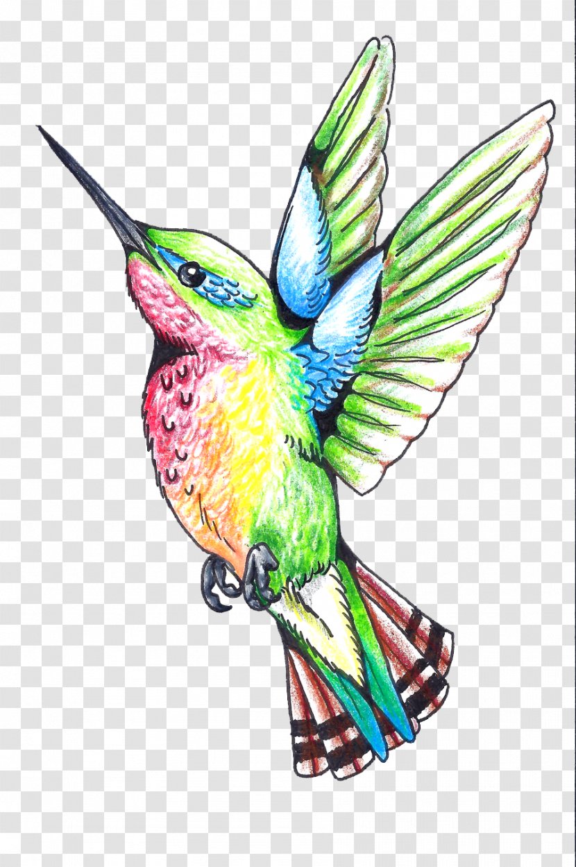 Hummingbird Beak Wing Feather Illustration - Bird - Tattoos Clipart Transparent PNG