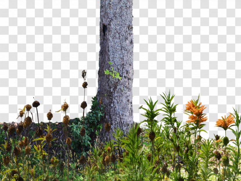 Tree Wildflower Trunk - Grass - George Bush Transparent PNG