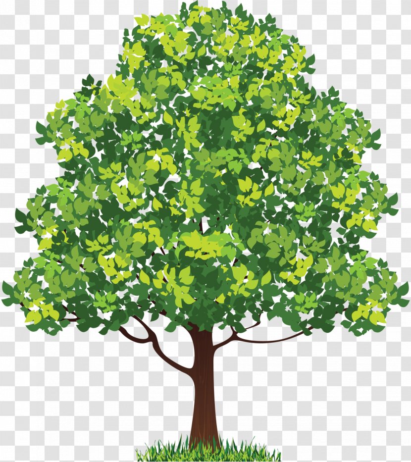 Tree Royalty-free - Royaltyfree Transparent PNG