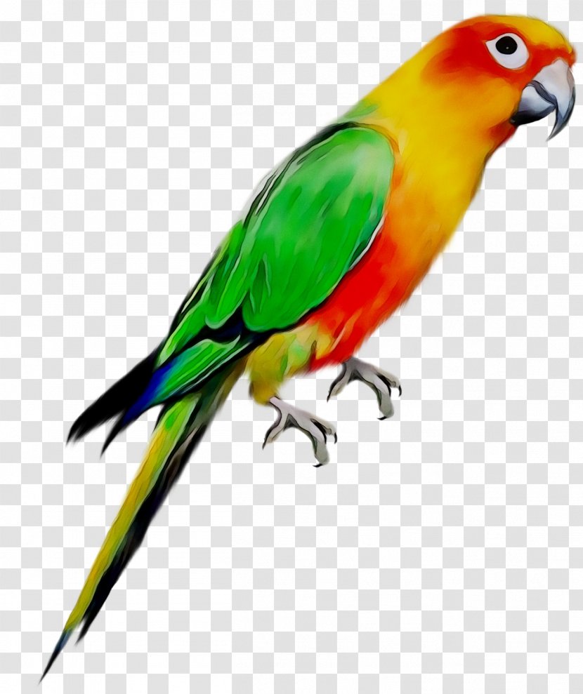 Budgerigar Bird Cockatiel Parakeet Pet - Lorikeet - Cage Transparent PNG