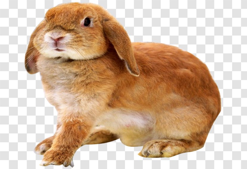 Leporids Holland Lop Miniature Rabbit French - Domestic Transparent PNG