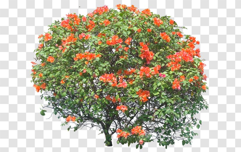 Bougainvillea Shrub Tree Vine - Flower Transparent PNG