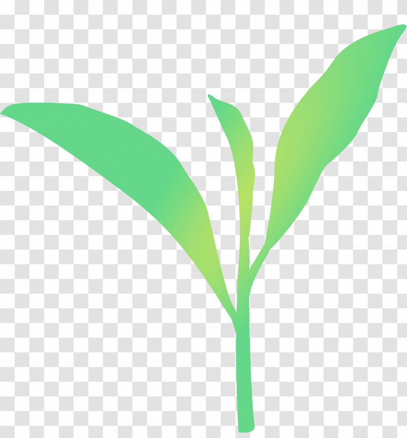 Leaf Green Plant Flower Plant Stem Transparent PNG