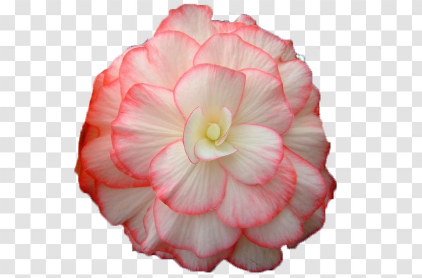 Begonia Flower Bouquet Painting Sunroom - Health Transparent PNG