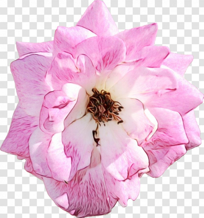 Cabbage Rose Cut Flowers Petal Herbaceous Plant Pink M Transparent PNG
